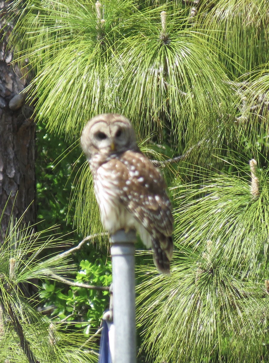 Barred Owl - ML429339541