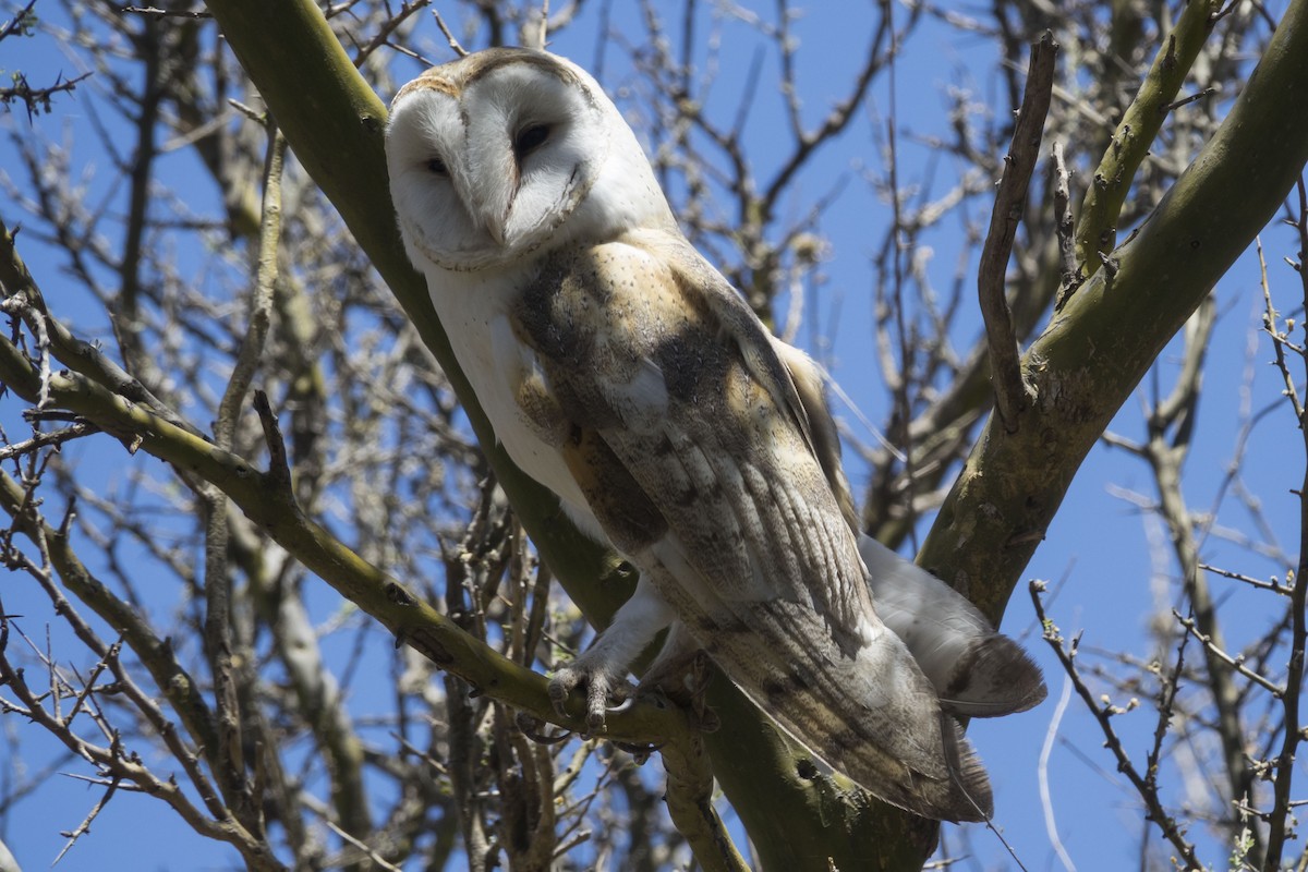 Barn Owl - ML429339671