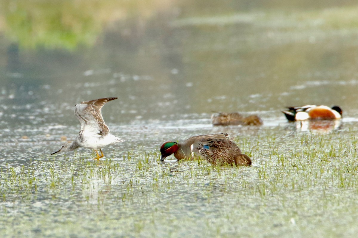 Northern Shoveler - Amy Lynch