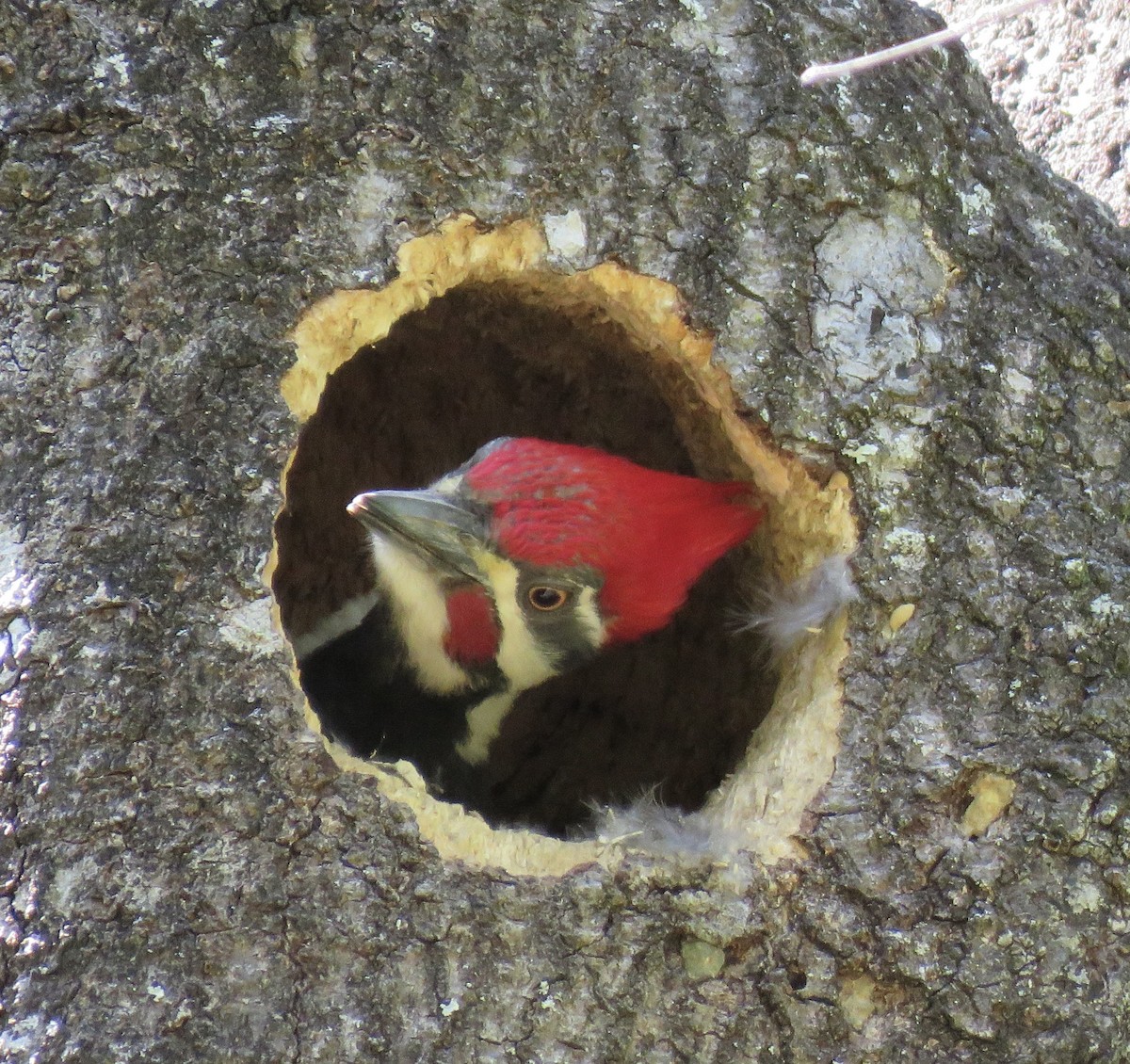 Pileated Woodpecker - ML429340551