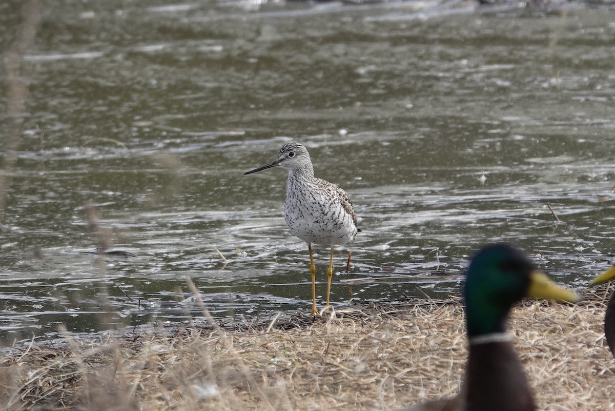 Greater Yellowlegs - ML429341021