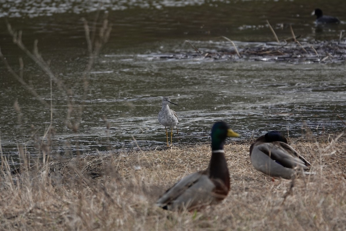 Greater Yellowlegs - ML429341031