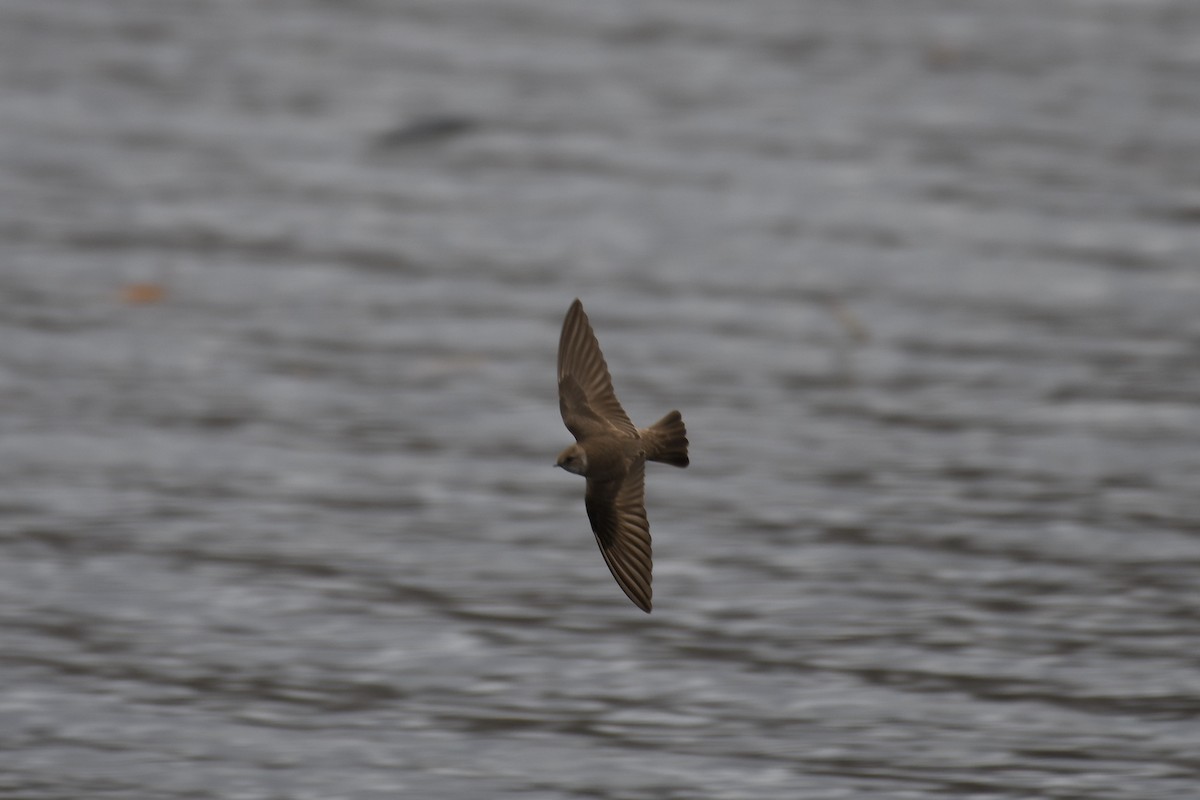 Northern Rough-winged Swallow - ML429343201