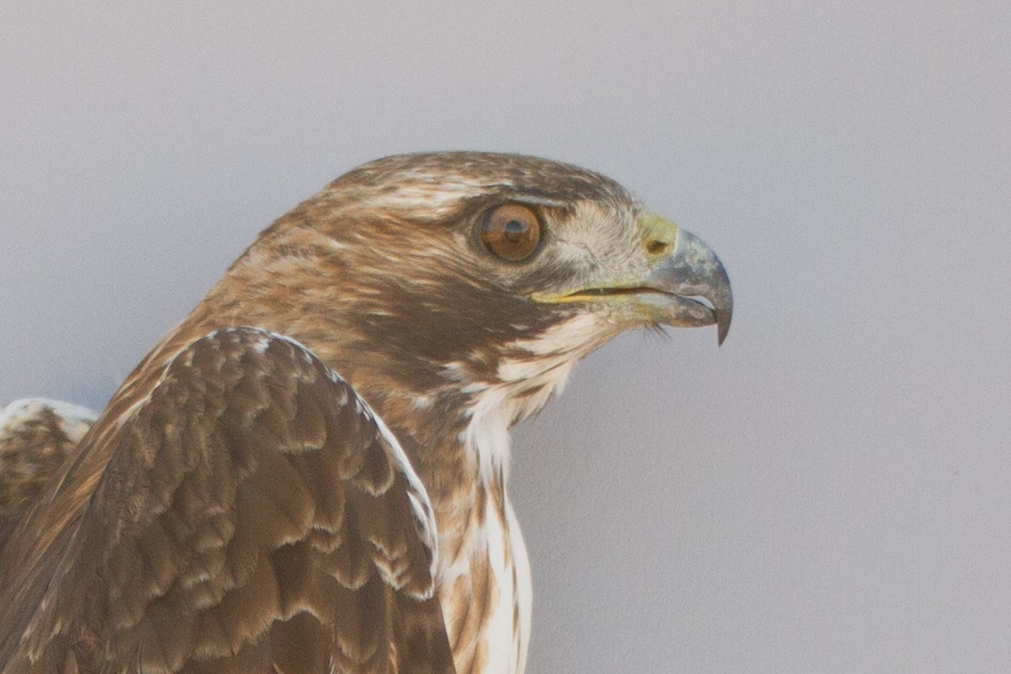 Red-tailed Hawk - ML429344211
