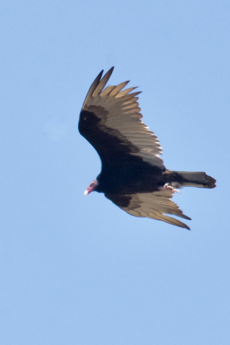 Turkey Vulture - ML429344421