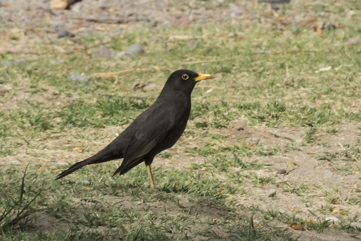 Chiguanco Thrush (anthracinus) - ML429344491