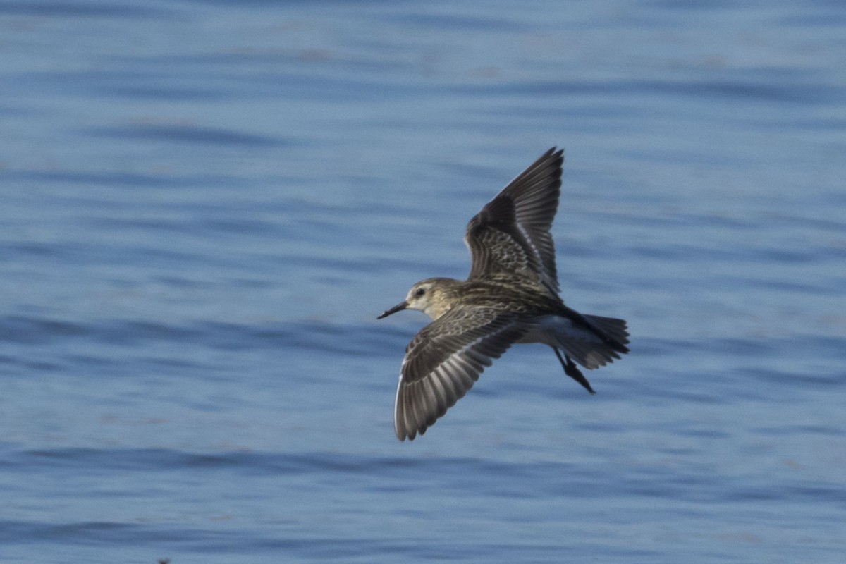 Baird's Sandpiper - Silvio Montani