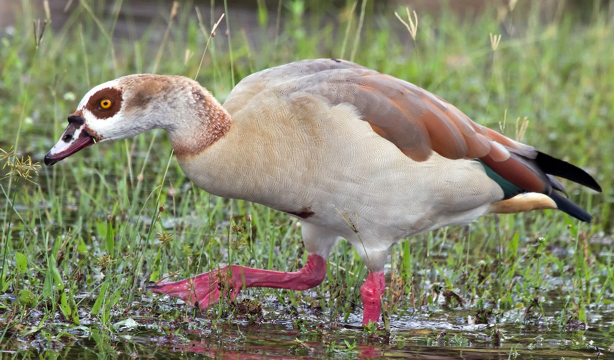 Egyptian Goose - ML42934621