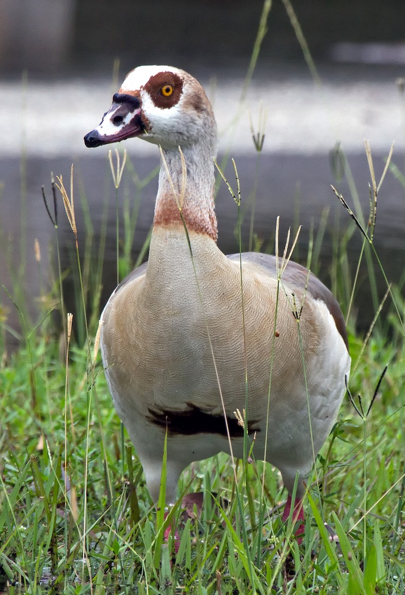 Egyptian Goose - ML42934631