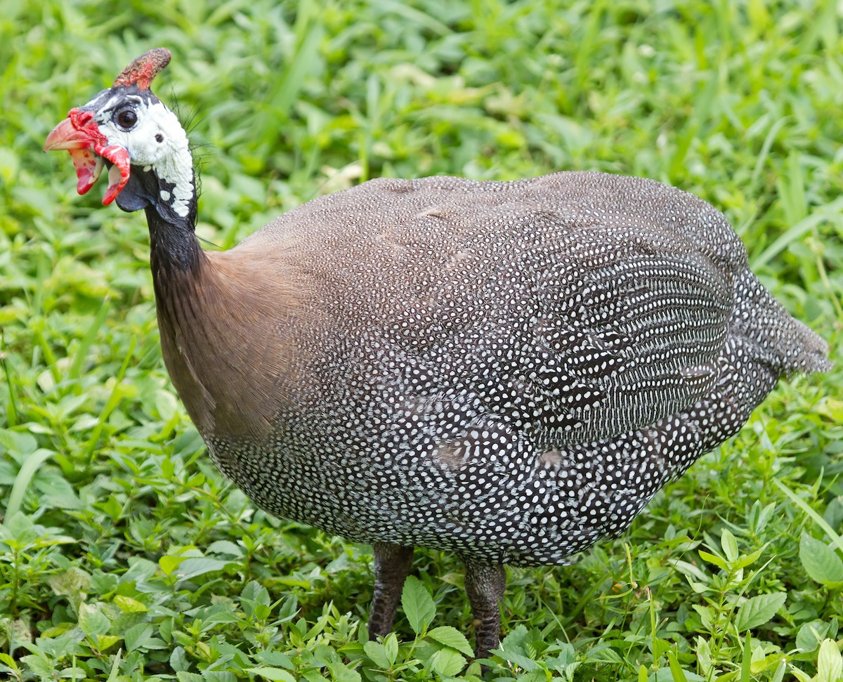 Helmeted Guineafowl (Domestic type) - Scott Berglund