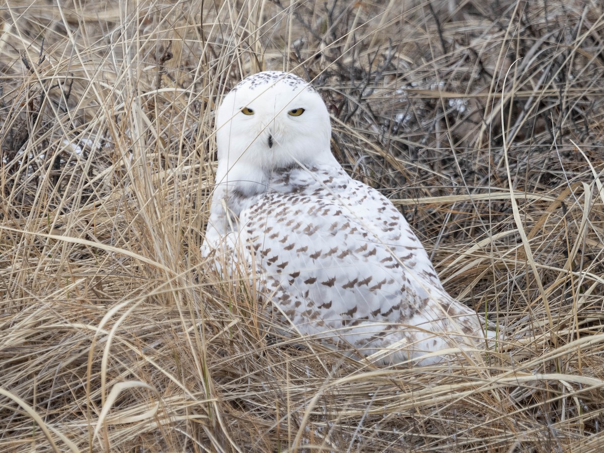 Snowy Owl - Allen Schenck