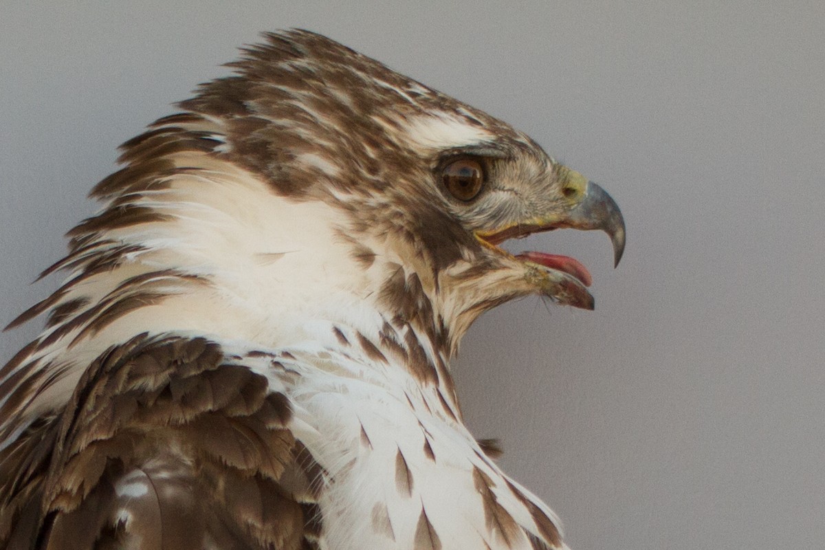 Red-tailed Hawk (Harlan's) - ML429348321