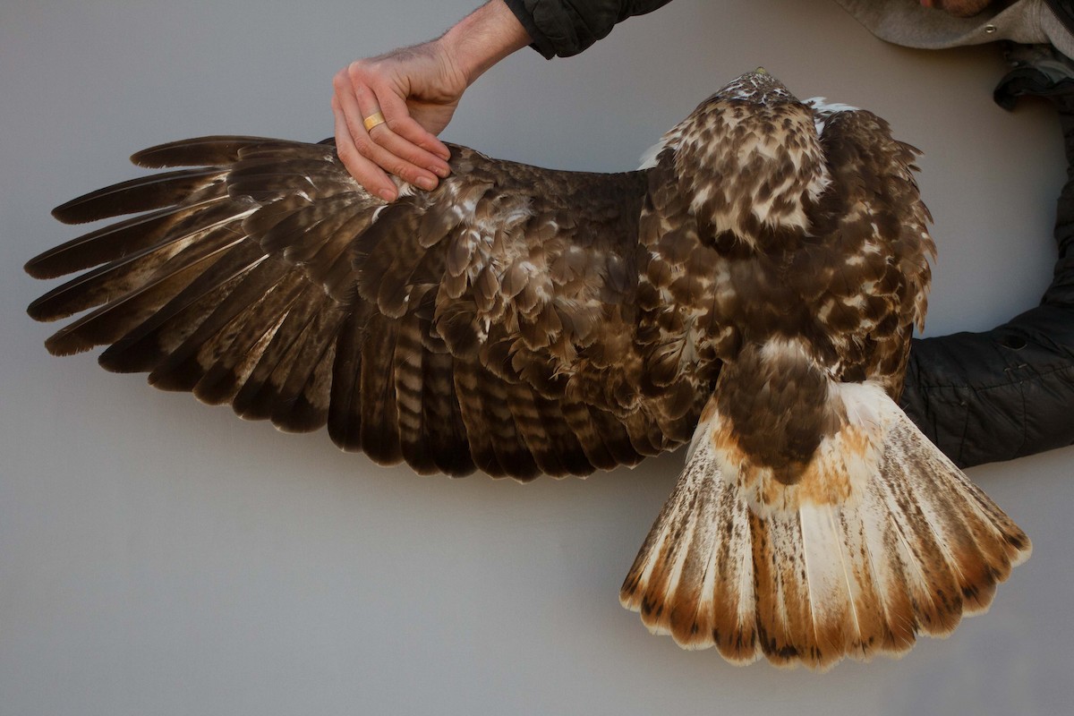 Red-tailed Hawk (Harlan's) - ML429348371