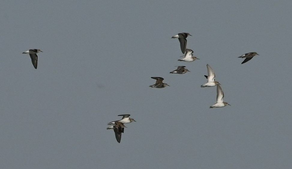 Western Sandpiper - ML429348421