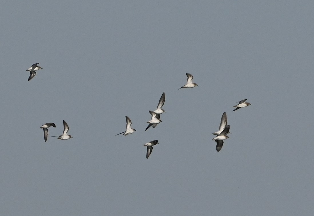 Western Sandpiper - ML429348431