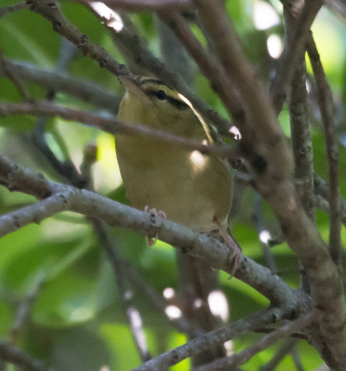 Worm-eating Warbler - Scott Berglund