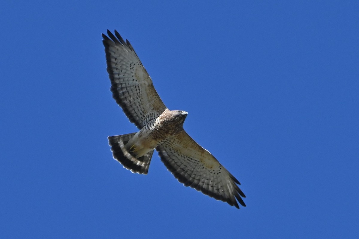 Broad-winged Hawk - ML429349661