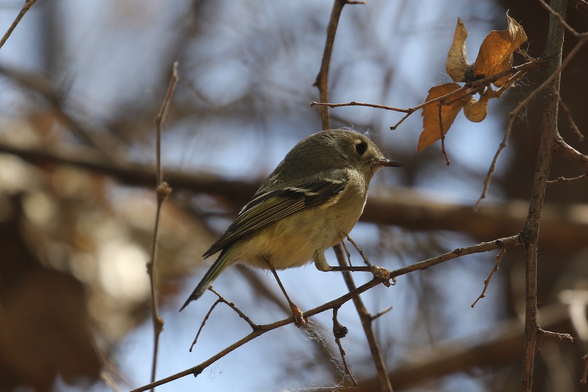 Ruby-crowned Kinglet - ML429354791