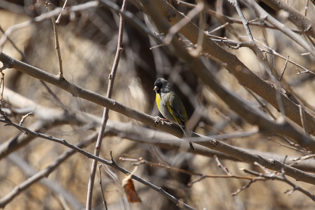 Lawrence's Goldfinch - ML429355081
