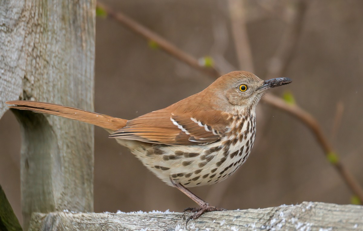 Brown Thrasher - ML429355801