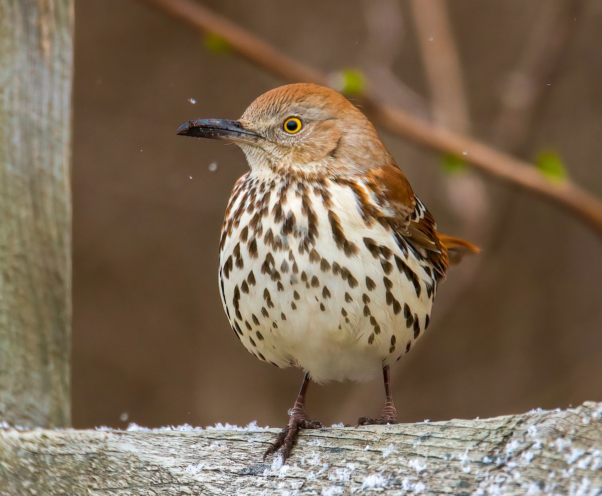 Brown Thrasher - ML429355871