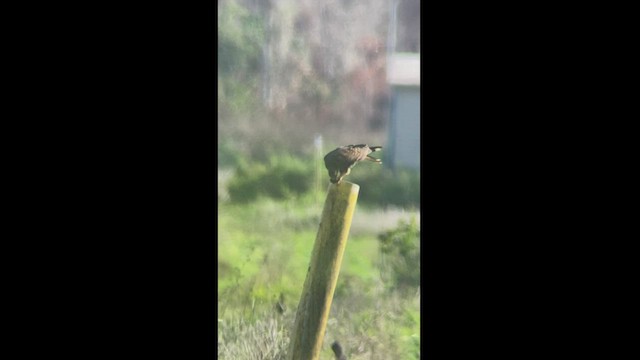 Snail Kite - ML429356361