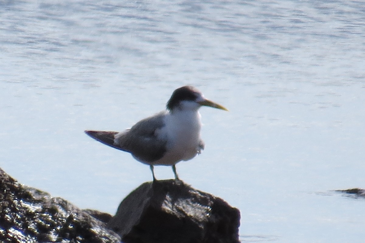 Great Crested Tern - ML42935651