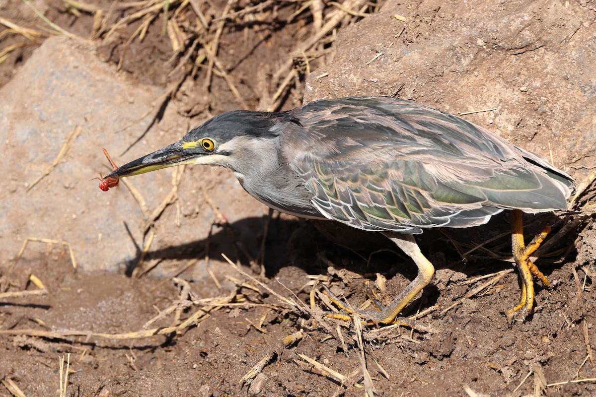 Striated Heron - ML429357631