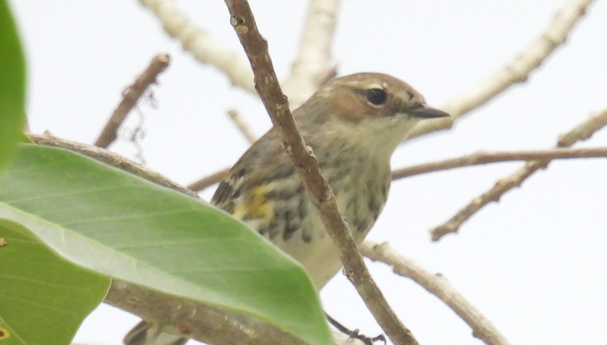 lesňáček žlutoskvrnný (ssp. coronata) - ML429358881