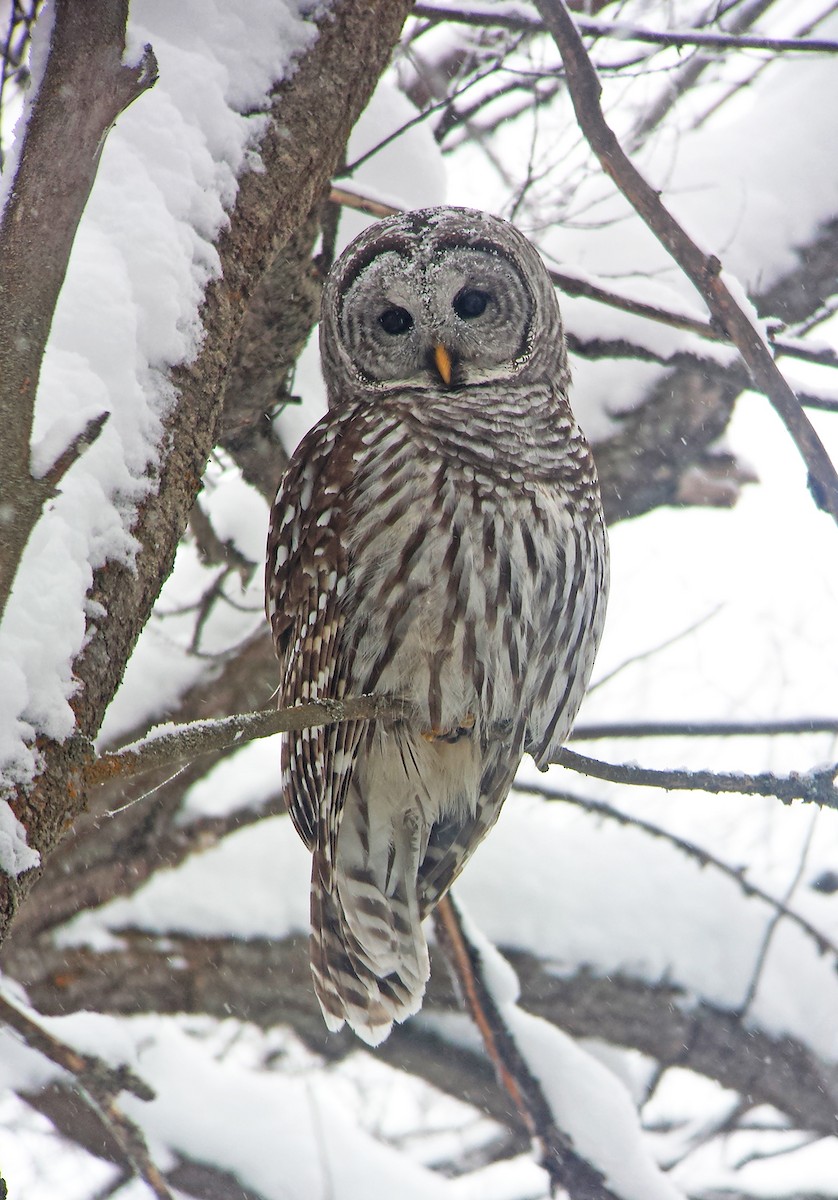 Barred Owl - ML42936061