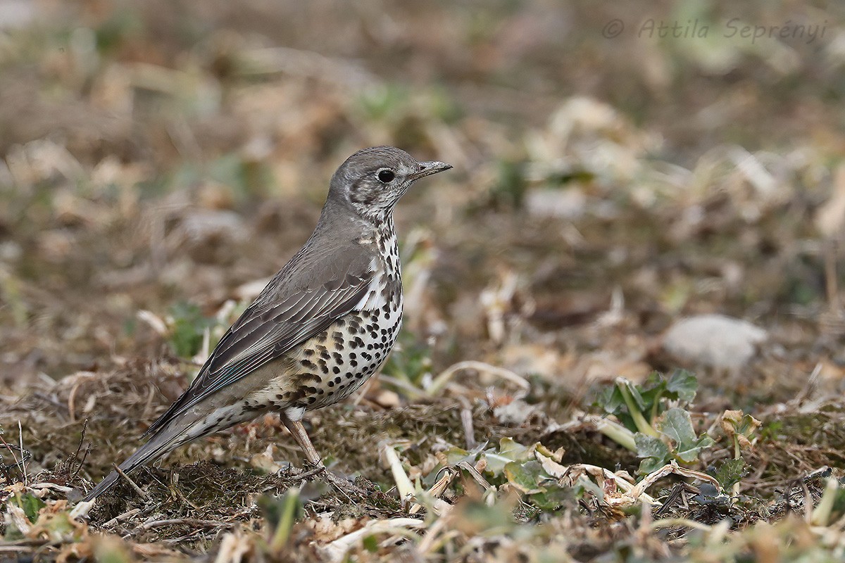 Mistle Thrush - ML429360861