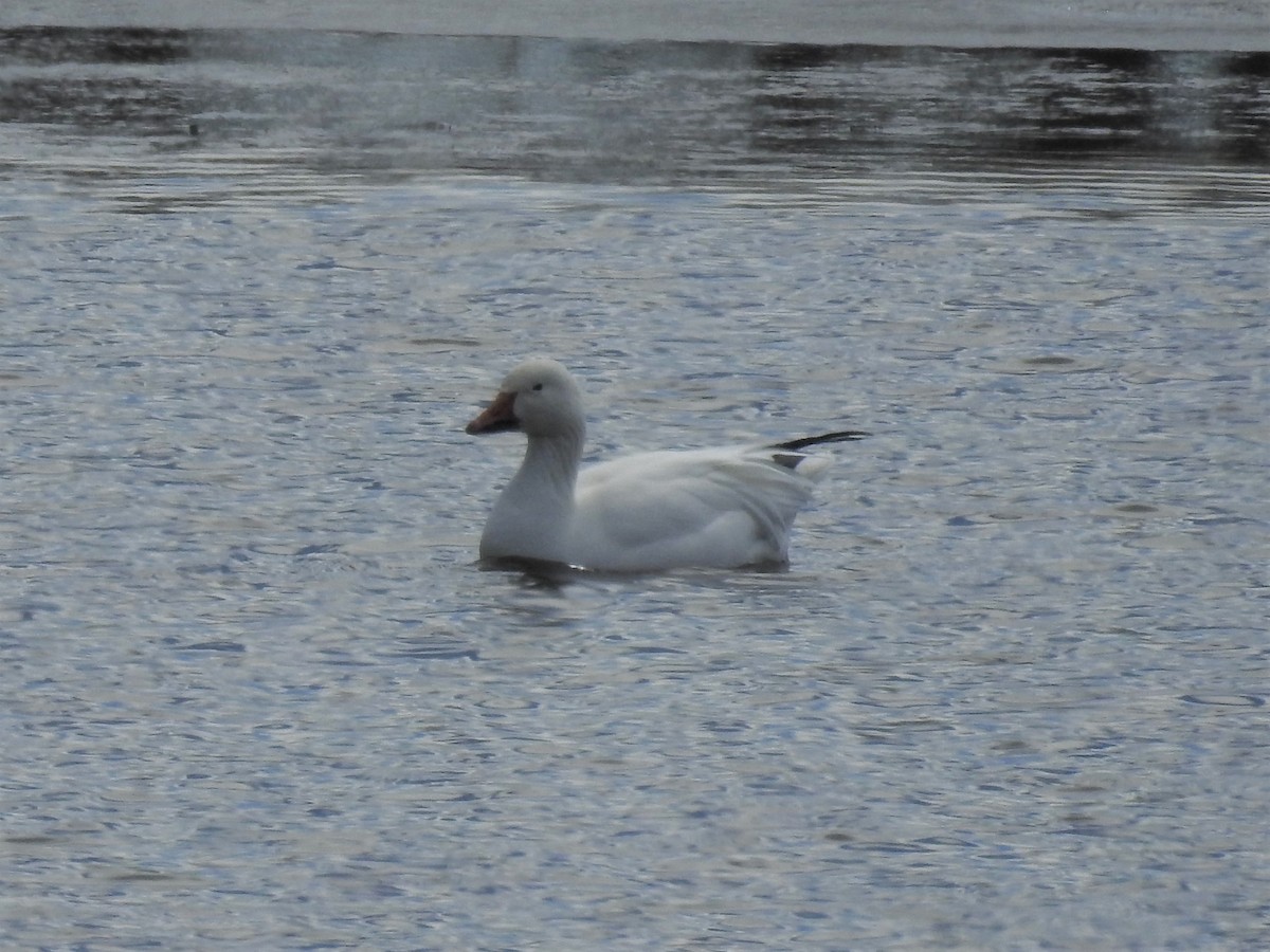 Oie des neiges - ML429361061