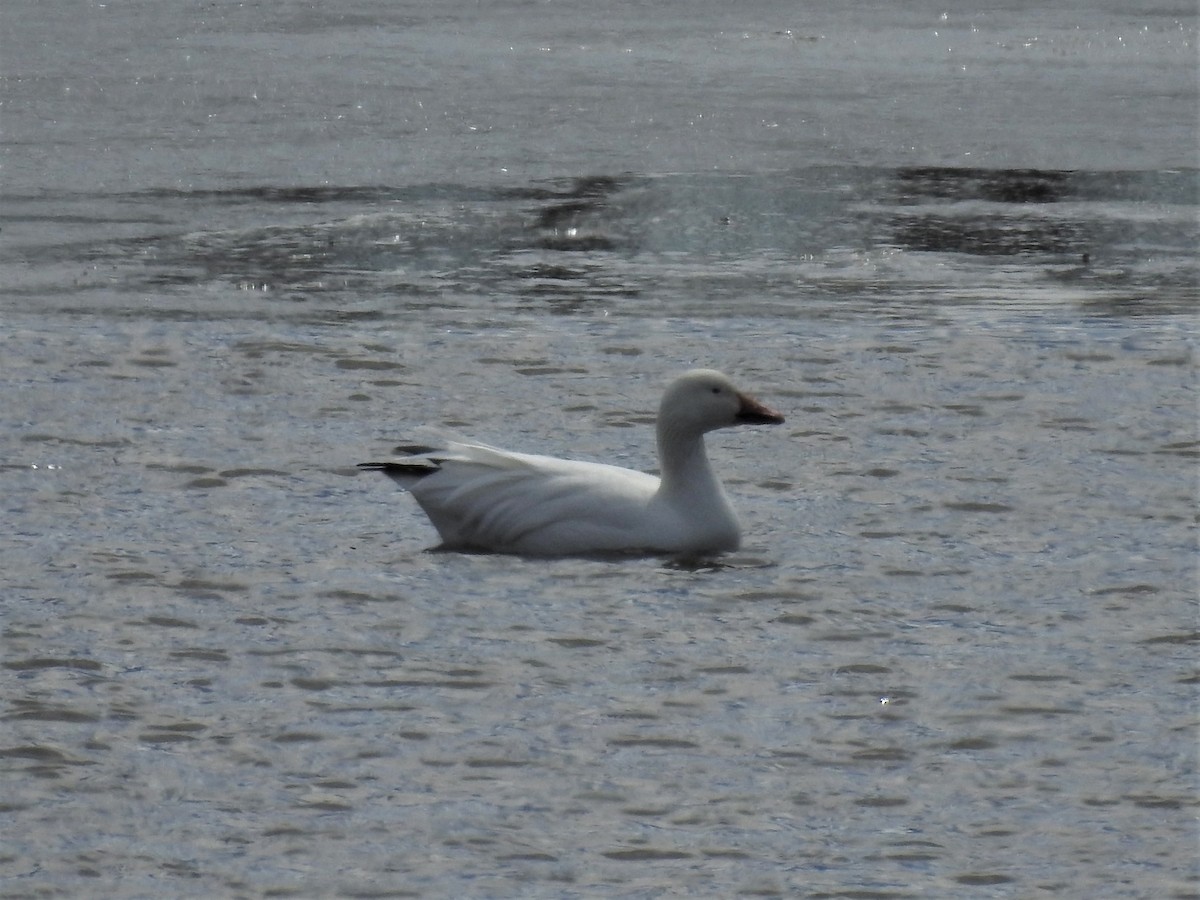 Oie des neiges - ML429361191