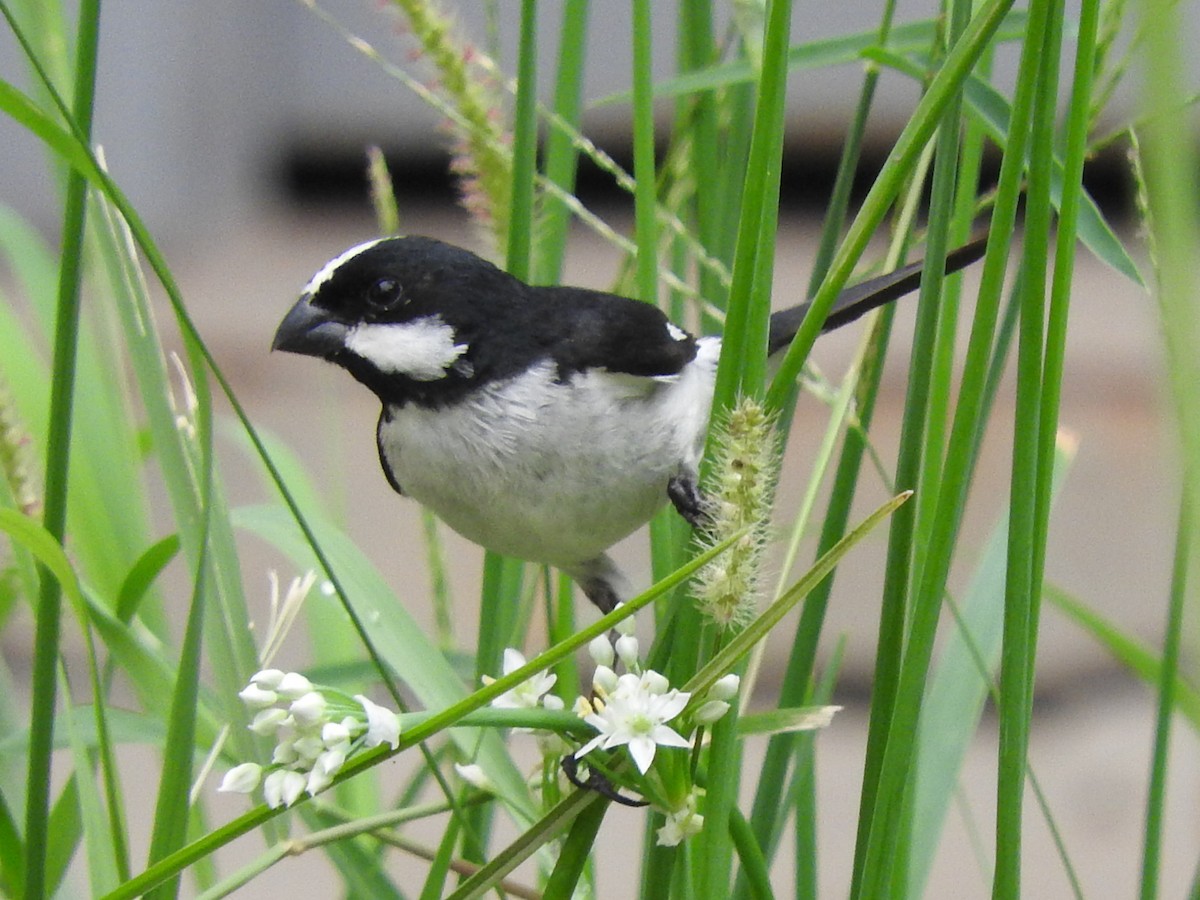 Lined Seedeater - Andres Alejandro  Caric