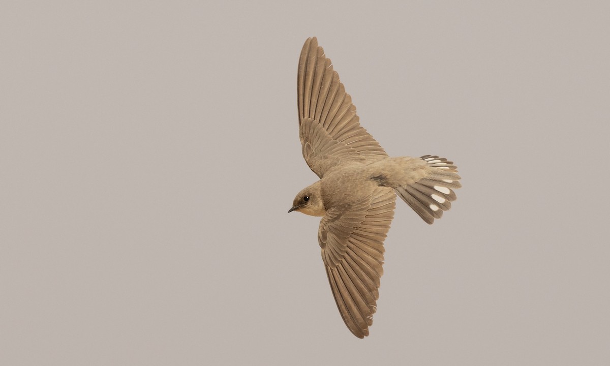 Pale Crag-Martin - Paul Fenwick