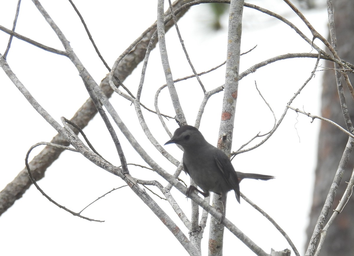 Gray Catbird - ML429362731