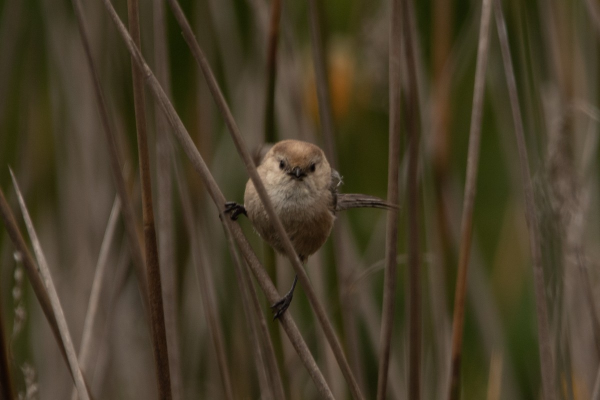 Bushtit - Kate Reed