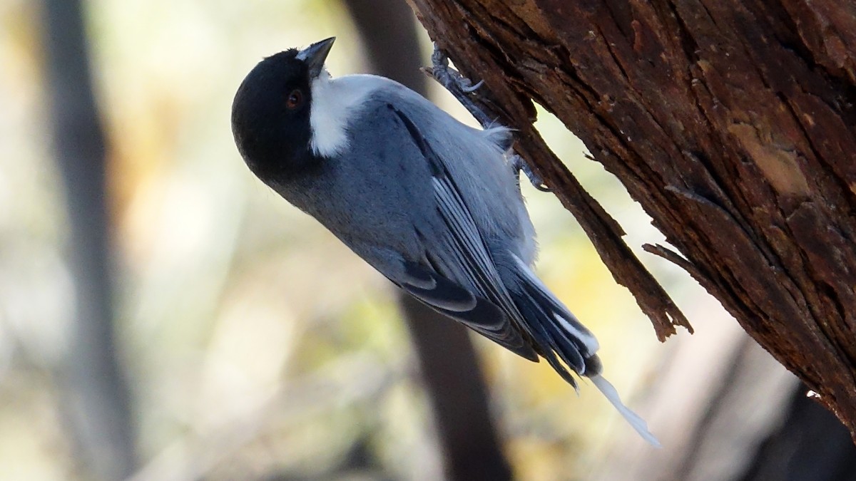Black-capped Warbling Finch - ML429364871