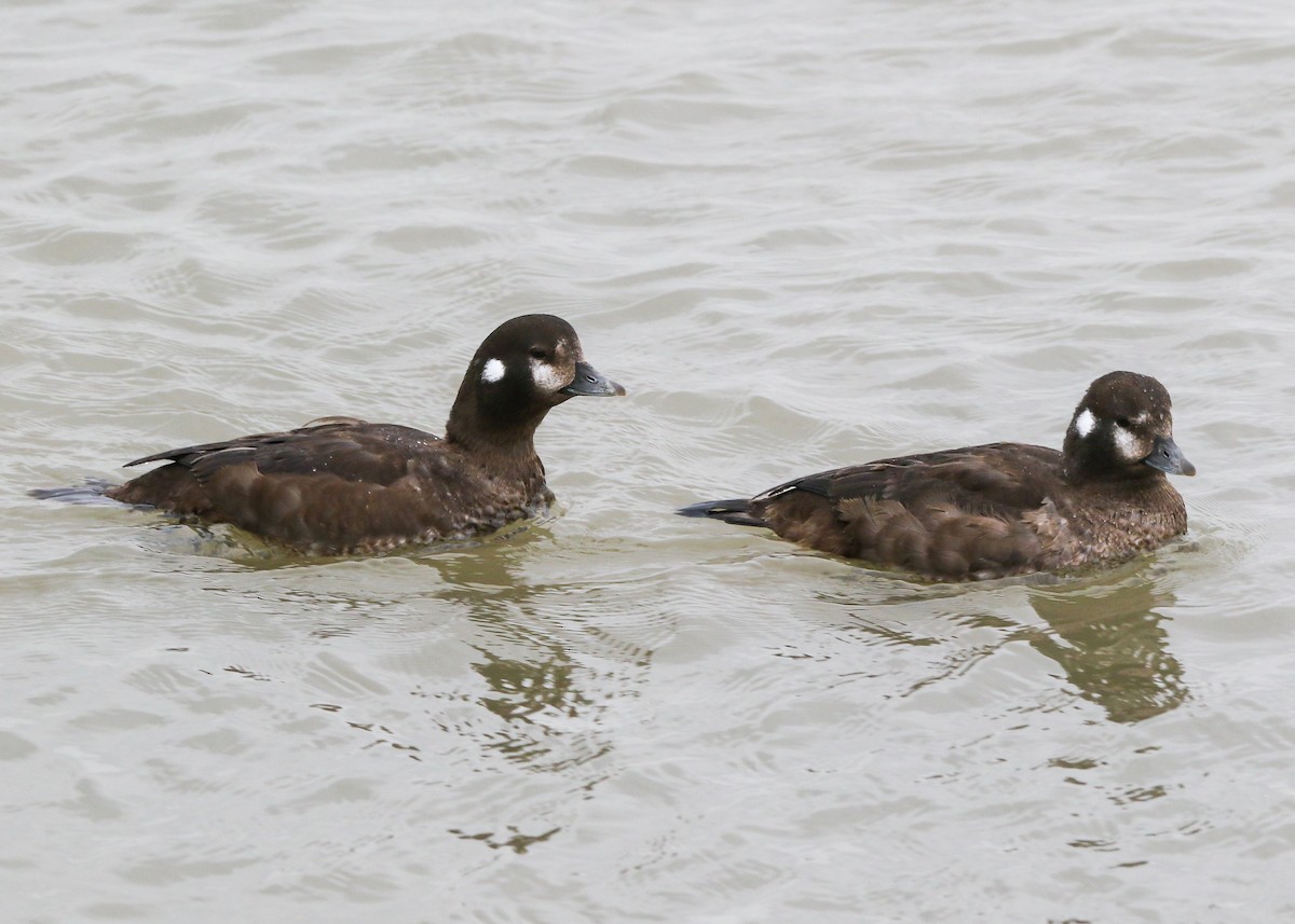 Harlequin Duck - ML429365121