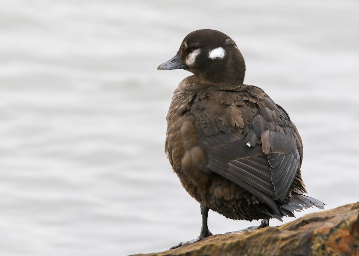 Harlequin Duck - ML429365141