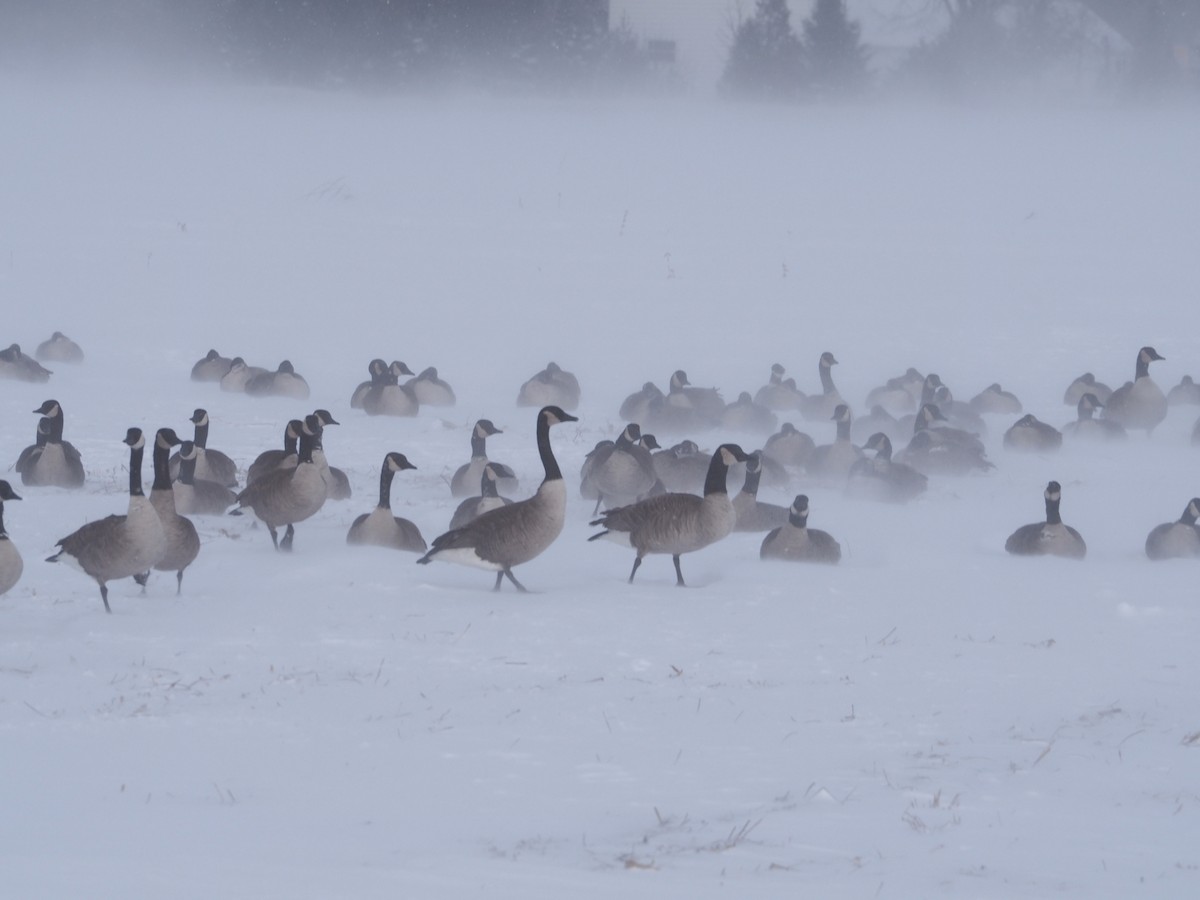 Canada Goose - Bob & Anne-Marie Taylor