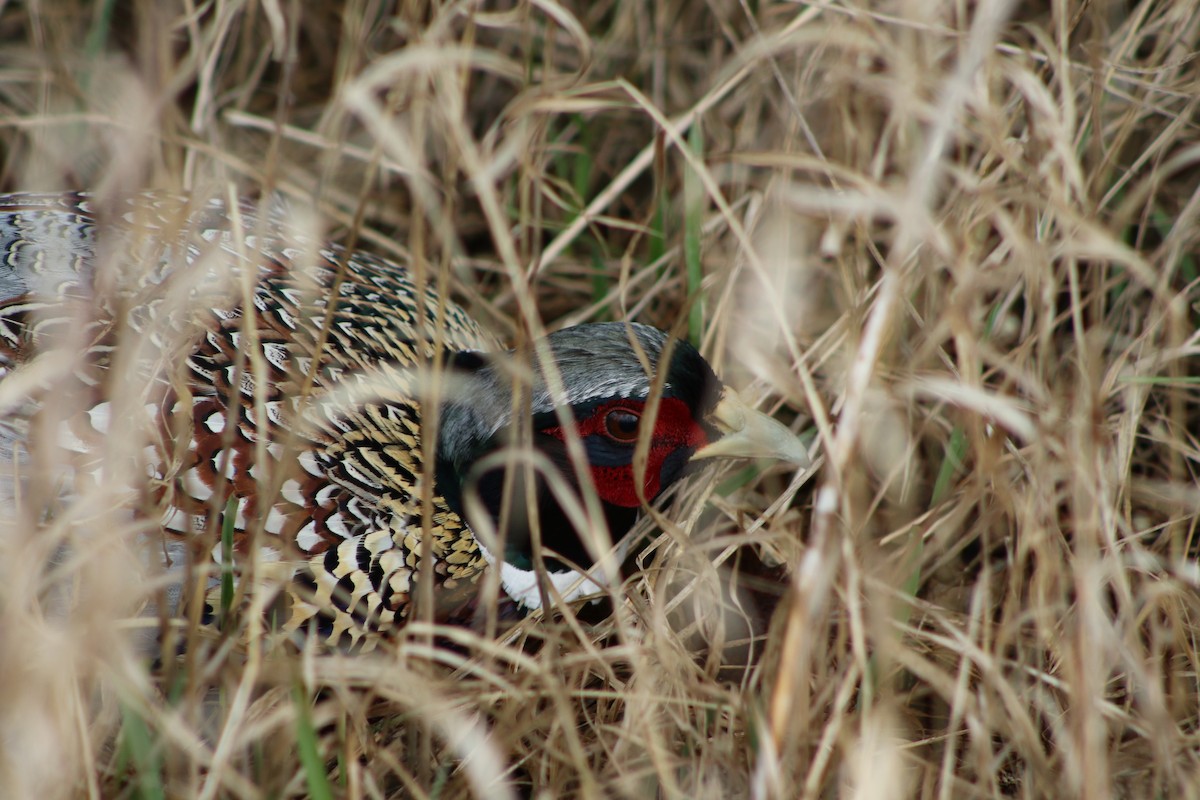 Ring-necked Pheasant - ML429365431