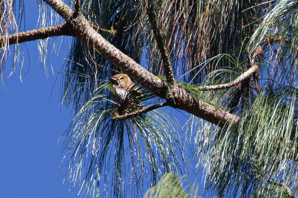 Northern Pygmy-Owl - ML429365521