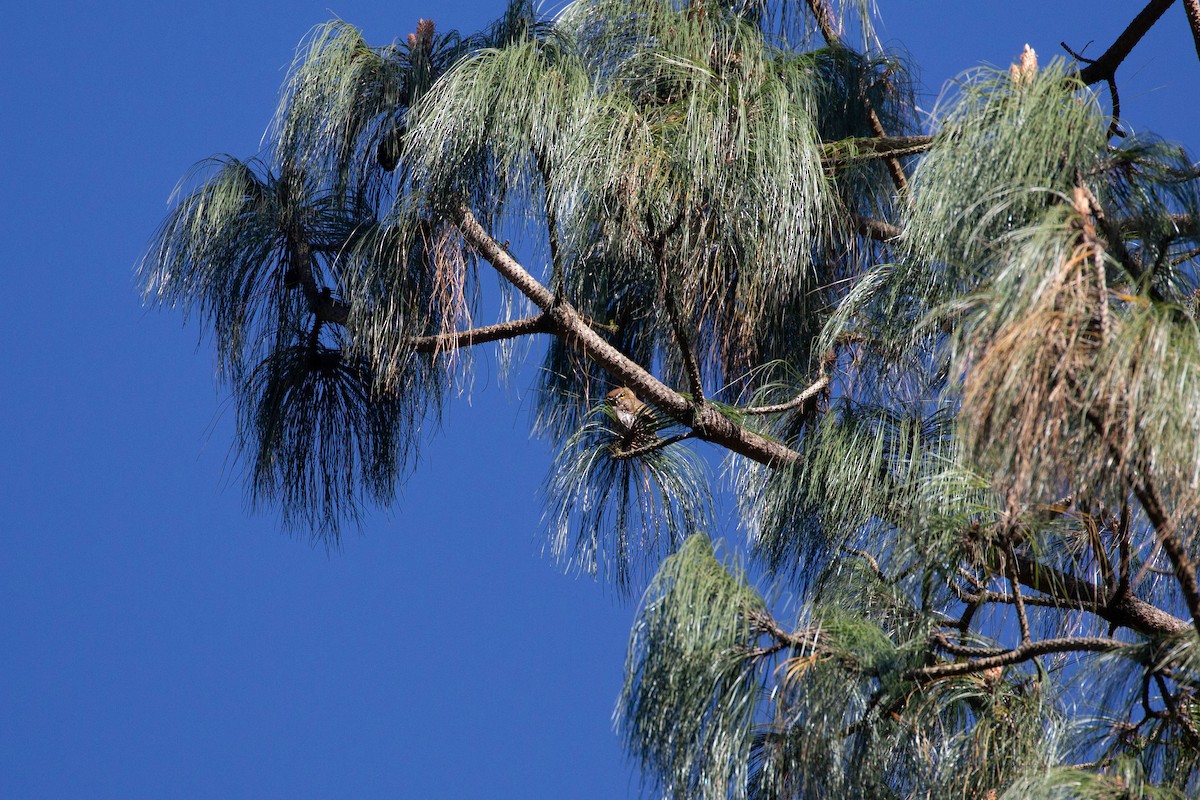 Northern Pygmy-Owl - ML429365561