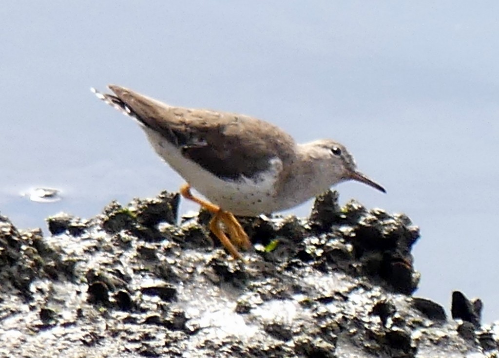 Spotted Sandpiper - ML429367851