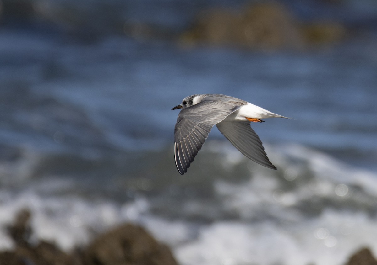 Black-fronted Tern - ML429367881