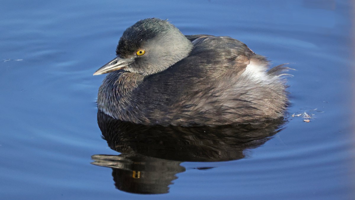 Least Grebe - ML429369261