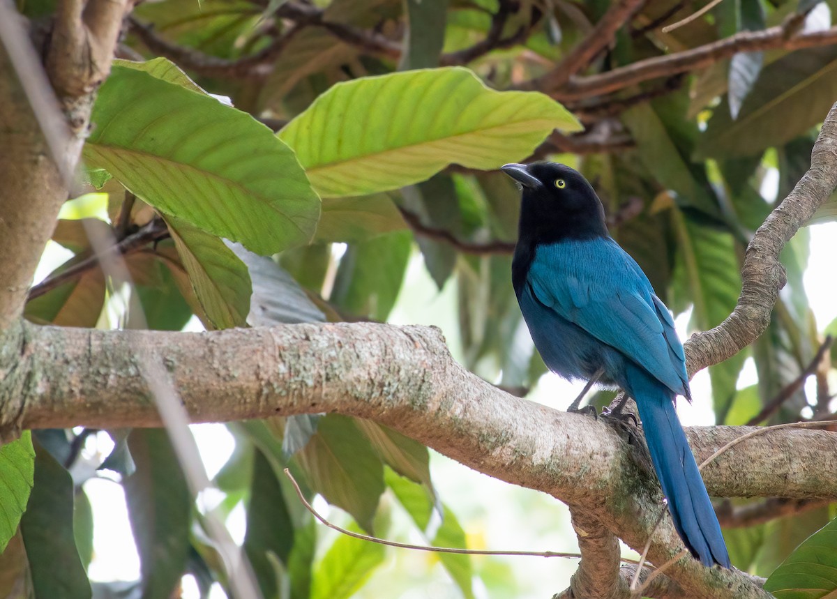 Bushy-crested Jay - ML429370721