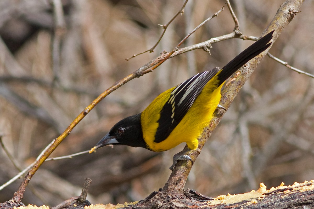 Audubon's Oriole - ML42937081