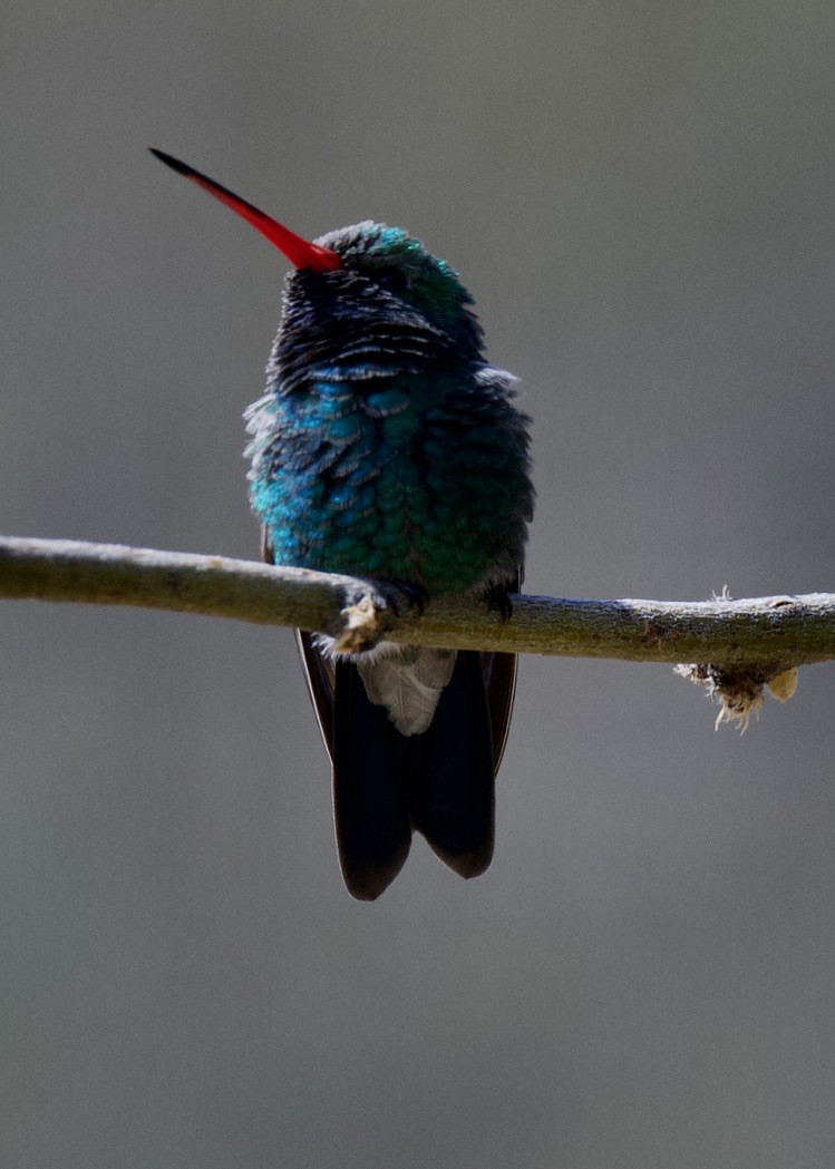 Broad-billed Hummingbird - ML429370811